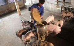 Thanh Hóa phát hiện nhiều cơ sở chăn nuôi dùng chất tạo nạc Salbutamol