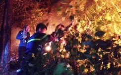 Thanh Hóa: Hàng chục hecta rừng thông bị thiêu rụi