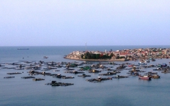 Thanh Hóa: Cá chết có liên quan đến súc rửa đường ống dẫn dầu?