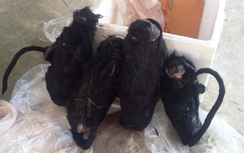 Bắt quả tang xe khách vận chuyển 4 cá thể voọc đen má trắng