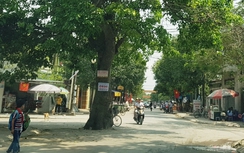 Kỳ lạ 2 cây cổ thụ "án ngữ" giữa ngã tư