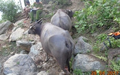 Bắt thủ phạm chém đứt gân hàng chục con trâu ở Thanh Hóa