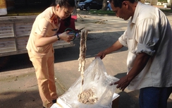 Kiểm tra xe tải vi phạm giao thông, lộ 1,6 tấn thịt hôi thối