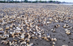 Gần 100 tấn ngao chết do tảo nở hoa