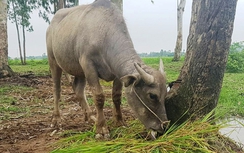 Vụ trâu, bò đóng phí: Kiểm điểm sai phạm, hoàn tiền cho dân