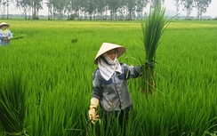 Dân Thanh Hóa hoang mang vì "lúa ma" mọc trắng đồng