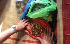 Ninh Bình: Bắt giữ ổ nhóm trộm cắp thu giữ gần 200 cây vàng
