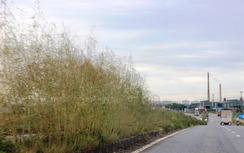 Cỏ mọc um tùm trên tuyến đường nghìn tỷ ở Ninh Bình