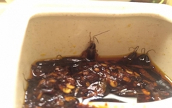 Video gián trong lọ ớt nhà hàng