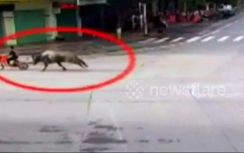 Video: 13 người bị thương do trâu điên truy sát