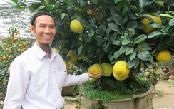 Kì lạ cây bưởi 150 triệu không bán chỉ…cho thuê