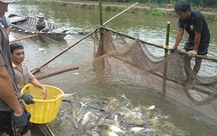 Giá cá tra thương phẩm sẽ có gói bảo hiểm?