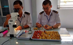 Tận mắt chiếu xạ vải thiều xuất khẩu tại miền Bắc