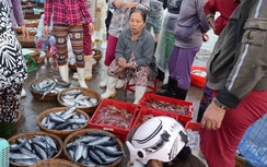 Thứ trưởng Bộ NN-PTNT: Hải sản miền Trung an toàn!