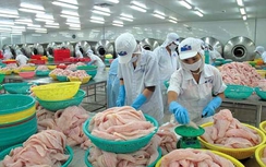 Cảnh báo DN xuất khẩu thủy sản bị đối tác nước ngoài lừa đảo