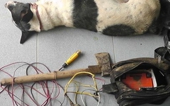 Bắt tại trận nhóm thanh niên lái xế hộp đi trộm chó