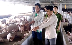 Cả gan trộm 153 con heo lấy tiền xài Tết