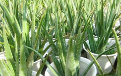 5 loại cây tốt cho sức khỏe, mang may mắn cho người trồng