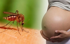 Điều tra, xử lý ổ dịch Zika tại TP.HCM, Bình Dương