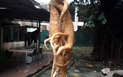 Nhập viện vì nhầm gốc thương lục là nhân sâm