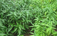 Đứt dây chằng khớp gối vì đắp lá thuốc sau tai nạn giao thông