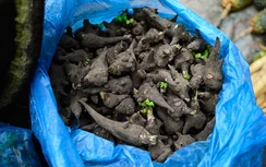 Lời rút ruột của thanh niên bên "cửa tử" vì ngụm rượu ấu tẩu