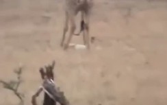 Xem hươu cao cổ giẫm chết sư tử trả thù cho con