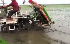 Xem dân Ấn Độ cấy lúa "bá đạo" nhất thế giới