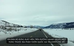 Kinh hoàng bò rừng hung hãn lao đầu húc ô tô