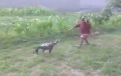 Chú gà chọi dũng cảm chống trả đứa bé hung hãn