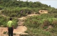 Clip: Vây bắt "Tôn Ngộ Không" đại náo núi Sơn Trà - Đà Nẵng