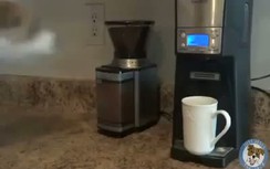 Kinh ngạc vì chú chó giúp việc "siêu nhân"