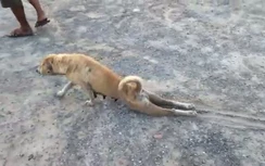 Chú chó tinh quái giả vờ què chân để xin ăn
