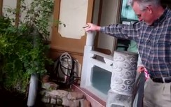 Thú vị cảnh cả nghìn con cá Koi tranh nhau ăn