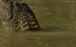 Kinh hoàng trận chiến giữa trăn khủng và cá sấu khổng lồ