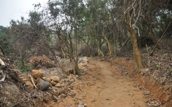 Chủ tịch Đà Nẵng chỉ đạo xử lý nghiêm vụ phá rừng Sơn Trà