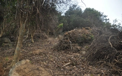 Đà Nẵng: Thêm một vụ phá rừng Sơn Trà bị khởi tố