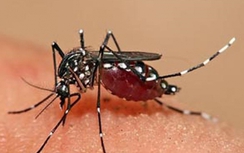 Thực hư muỗi truyền virus Zika xuất hiện tại sân bay Đà Nẵng?