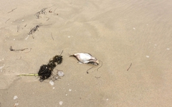 Đà Nẵng: Cá chết có thể do... bị thương ngoài biển