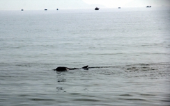 Cứu hộ cá heo nặng gần 200kg trôi vào biển Đà Nẵng