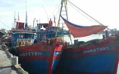 Đà Nẵng hỗ trợ hơn 2 tỷ cho ngư dân sau vụ cá chết