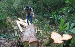 Quảng Nam phối hợp tỉnh Sê Kông điều tra vụ phá rừng Pơ mu