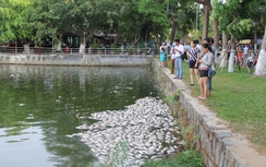 Cá chết trắng hồ Công viên 29/3 Đà Nẵng nghi do ngộ độc
