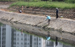 Cá chết nổi trắng kênh tại Đà Nẵng do thiếu ôxy