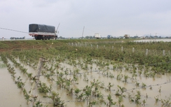 Thêm đợt lũ mới trên các sông Nam Trung Bộ