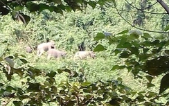 Kỳ lạ voi rừng kéo về nơi chuẩn bị lập khu bảo tồn voi