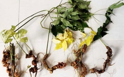 Bắt đối tượng nghi ăn trộm hơn 500 gốc sâm Ngọc Linh