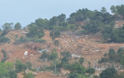 Kiến nghị khảo sát lại toàn bộ tài nguyên thiên nhiên Sơn Trà