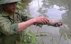 Phạt công ty xả thải làm chết cá ở Hòa Bình 320 triệu đồng