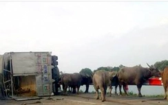 Va chạm xe khách, xe chở trâu lật ngửa trên cao tốc Pháp vân